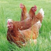 Half of German flock going cage-free