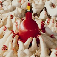 Beneficial bacteria prevents poultry illnesses