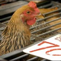 Philippines expanding poultry exports