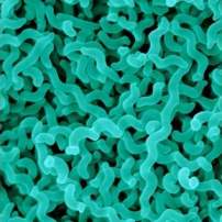 Research agreement for Campylobacter treatment in poultry
