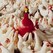 CIDC: Antibiotic use not reduced after ban