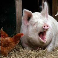 Animal remains reintroduced as poultry feed