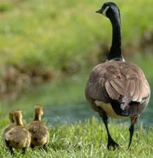 Vegetable oil combats bird population