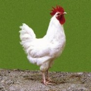 Asymptomatic bird flu-infected poultry