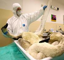 Germany: the next bird flu victim