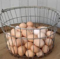 Omega-3 eggs under a watchful eye