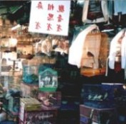 Buzzing tourist poultry market closed due to H5N1