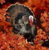 Turkeys like to be reared in the forest