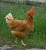 UN adopts new food hygiene standards for poultry