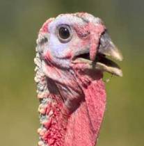 Bird flu threatens US poultry industry