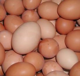 Eggs under a watchful eye