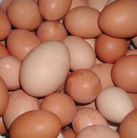Eggs under a watchful eye