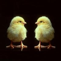 Farming cloned animals becomes a reality