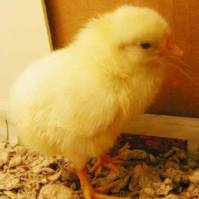 Hubbard acquires Fulletby hatchery