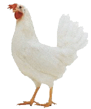 Blind chickens lay more eggs