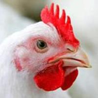 US pressing to reverse Chinese poultry bans