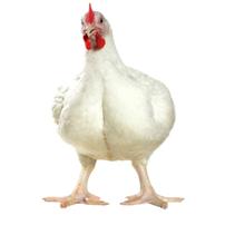 Urban chicken myth busted