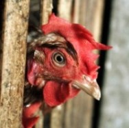Pakistan poultry sector demands incentives