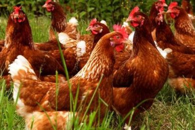 Dutch poultry can roam outside again