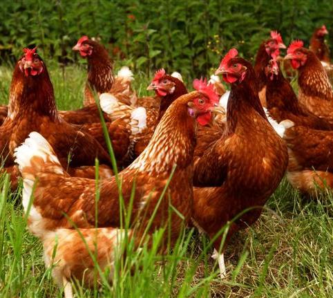 Dutch poultry can roam outside again