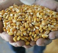 EFSA: GM feed does not affect eggs