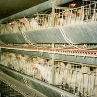 The new US trend: the cage-free egg