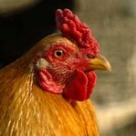 Poultry farms established to reduce poverty