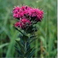 Medicinal plants to treat poultry diseases