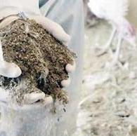 Converting poultry litter into bio-oil