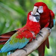 Smuggled birds fueling huge black market