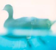 Deadly bird flu in Germany
