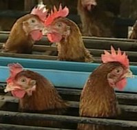 Philippines looking to import more chicken