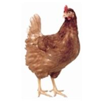 UK studies advantages of Hy-Line breed in free-range units