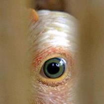 Bird flu claims 200 lives