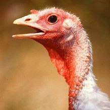 Ample supply of turkeys this Thanksgiving