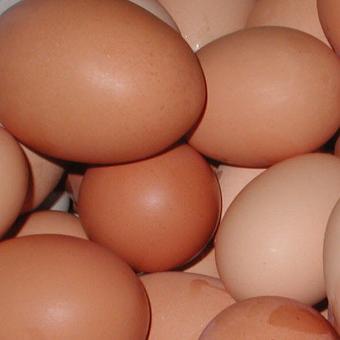 Price of eggs set to sky-rocket