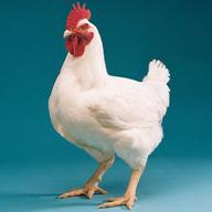 Cobb 700 broiler breeder setting new standards
