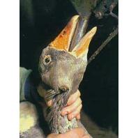 Foie gras: fight for and fight against