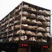 Forum: welfare of animals during transport