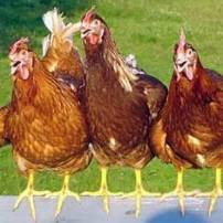 Amsterdam’s coffeeshops opt for happy hens