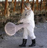 No poultry bio-security, no compensation