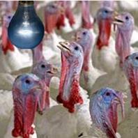 Poultry manure power plant in operation