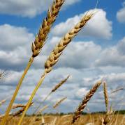 Low quality wheat for poultry feed suggested