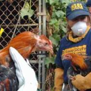 5,000 chickens seized in US – largest cockfighting bust