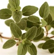 Oregano: improves poultry performance