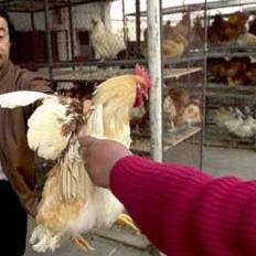 Southeast Asia’s largest poultry bazaar