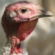 Bird flu outbreak in UK, tests underway