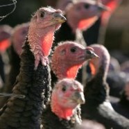 Deadly H5N1 confirmed at UK poultry farm