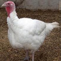 Beer fattens Thanksgiving turkeys