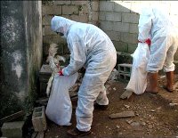 Avian Influenza strikes Poland